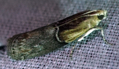 Sciota basilaris