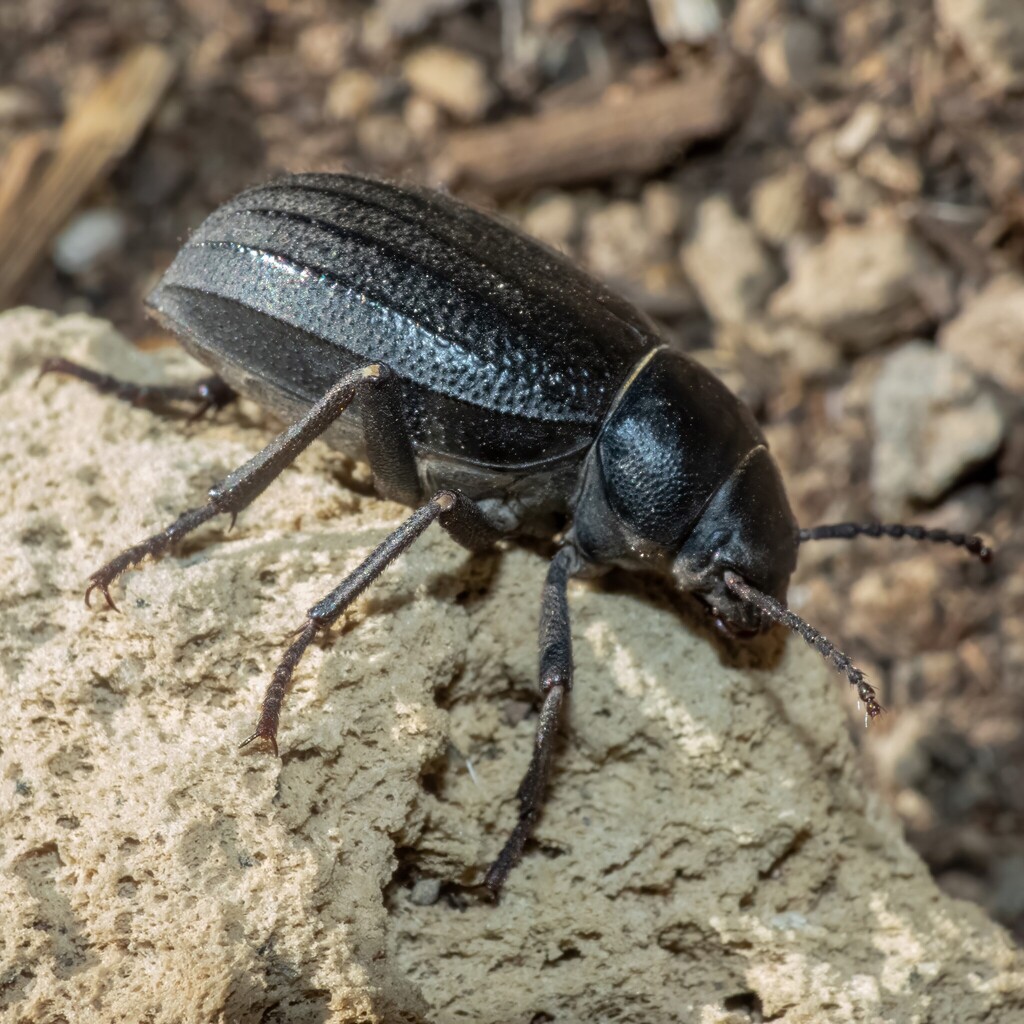 Pimelia ascendens