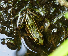 Lithobates kauffeldi