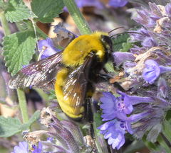 Bombus morrisoni