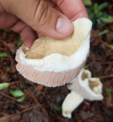Tylopilus rhoadsiae