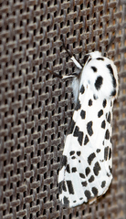 Hypercompe permaculata