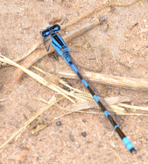 Enallagma carunculatum