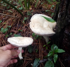 Tylopilus rhoadsiae
