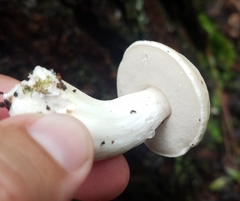 Tylopilus rhoadsiae