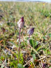 Silene uralensis
