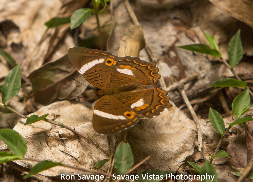 Godart's Peacock Butterfly