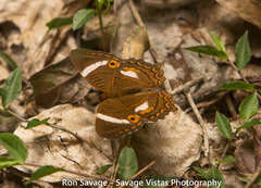 Anartia lytrea