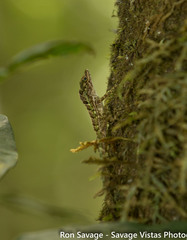 Anolis christophei