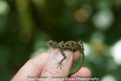 Anolis christophei