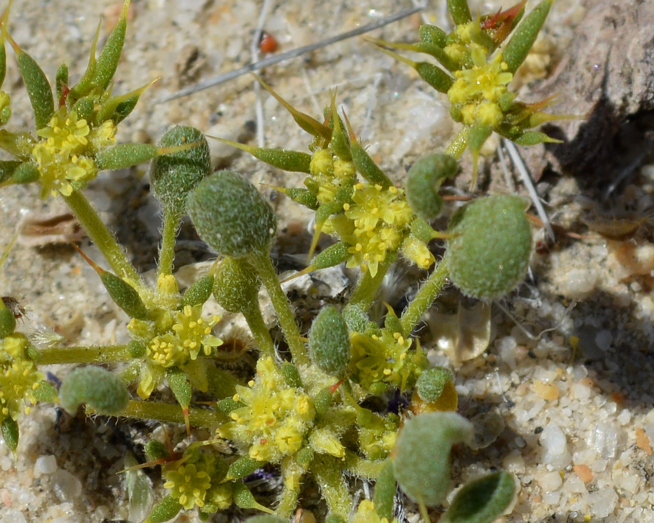 Goodmania luteola