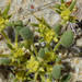 Goodmania luteola - Photo (c) Don Davis, algunos derechos reservados (CC BY-NC-ND)