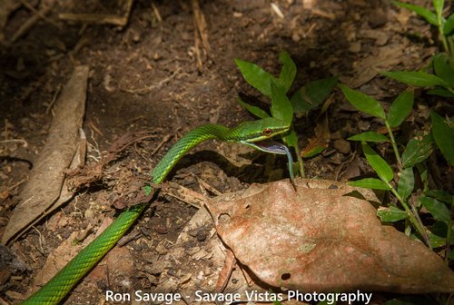 Photo of a Catesby's Pointed Snake (Uromacer catesbyi)
