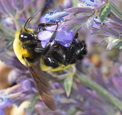 Bombus morrisoni
