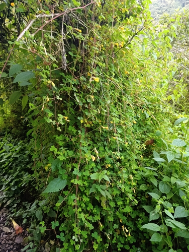 Foto de Trevo-amarelo