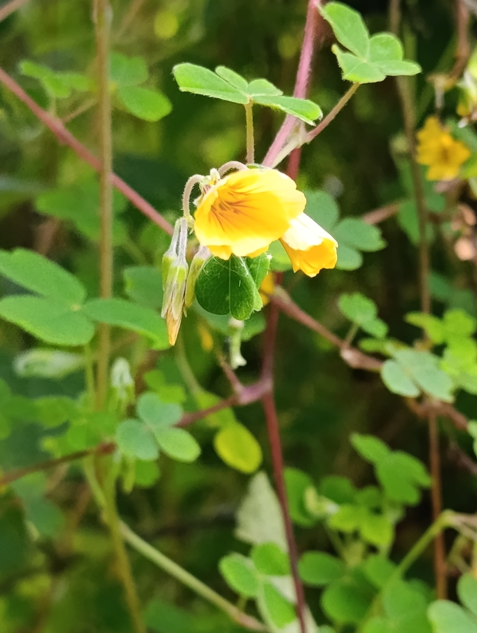 Imagem de Trevo-amarelo