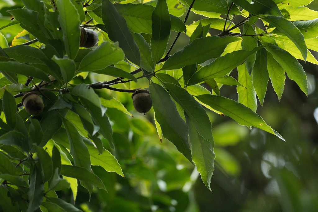 Quercus bella (Quercus bella)