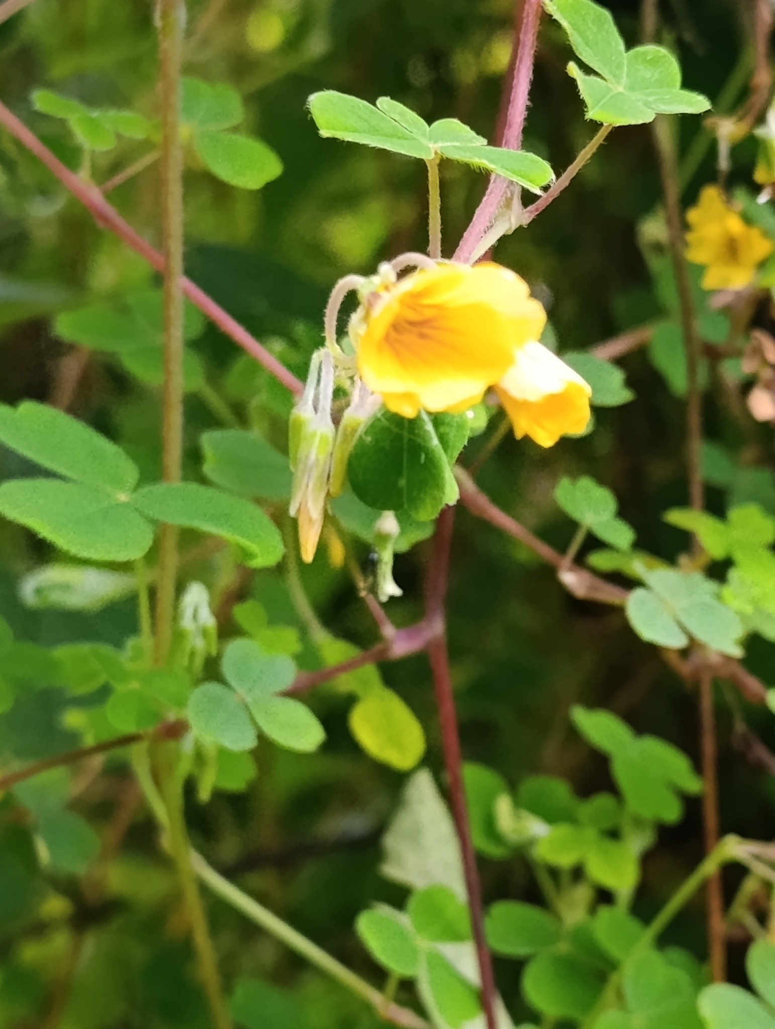 Imagem de Trevo-amarelo