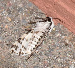 Hypercompe permaculata