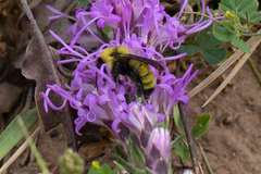 Bombus fervidus