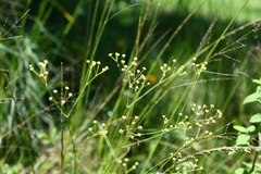 Donnellsmithia juncea