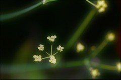 Donnellsmithia juncea
