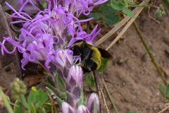 Bombus fervidus