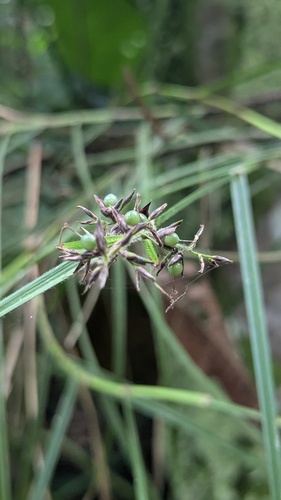 Foto de Cipó-de-fogo