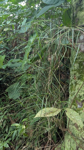 Foto de Cipó-de-fogo