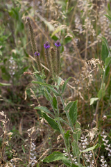 Verbena stricta