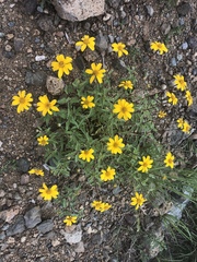 Heliopsis parvifolia