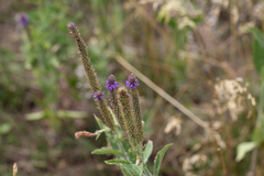 Verbena stricta