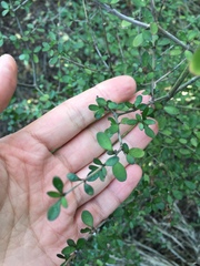 Coprosma ×cunninghamii