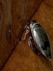 Thermonectus nigrofasciatus