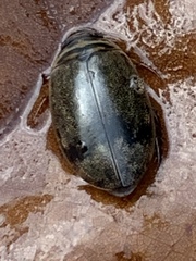 Thermonectus nigrofasciatus