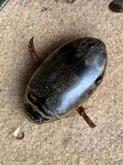 Thermonectus nigrofasciatus