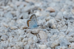 Plebejus argus