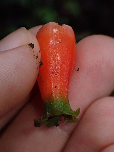 Image of Macleania pentaptera by (c) Nolan Exe, some rights reserved (CC BY)