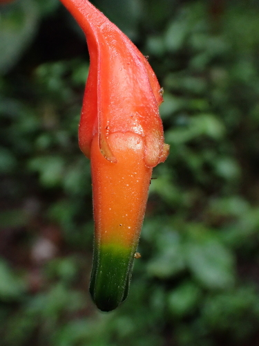 Image of Macleania pentaptera by (c) Nolan Exe, some rights reserved (CC BY)