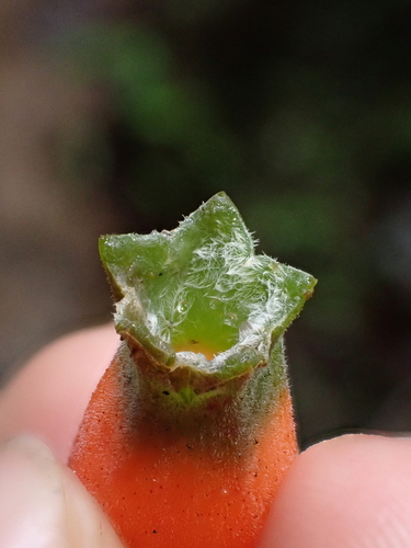 Image of Macleania pentaptera by (c) Nolan Exe, some rights reserved (CC BY)