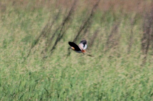 Lesser Jacana (Microparra capensis)