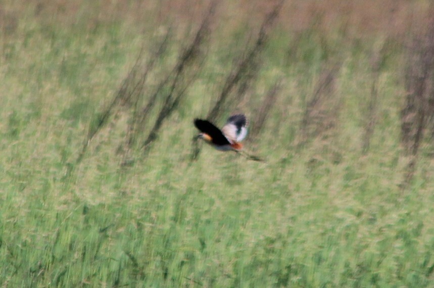 Lesser Jacana (Microparra capensis), photo 1