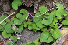 Dichondra brachypoda
