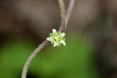 Dichondra brachypoda