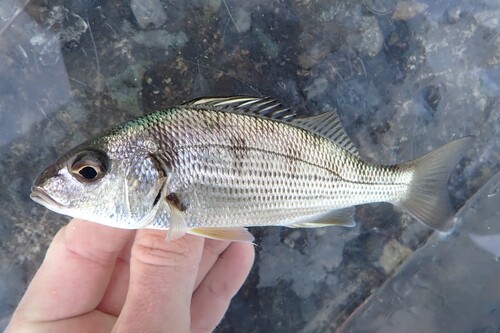 Elongate grunt (Haemulopsis elongatus) — Haemulidae — 3