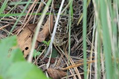 Crotalus triseriatus