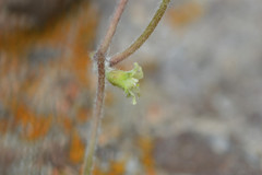 Dichondra brachypoda