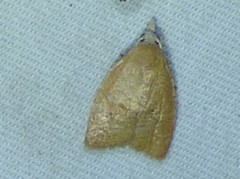 Coelostathma discopunctana