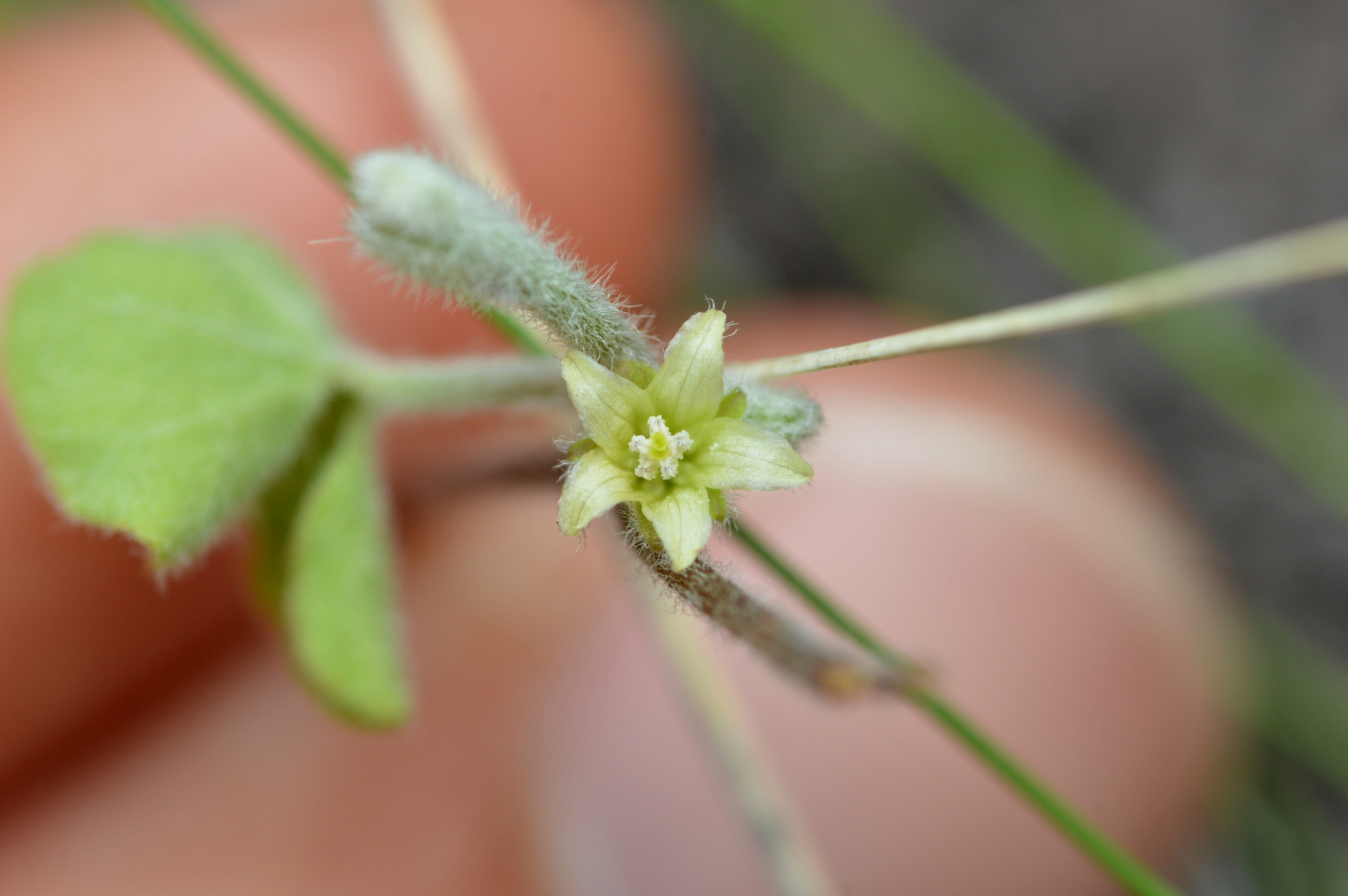 Dichondra brachypoda