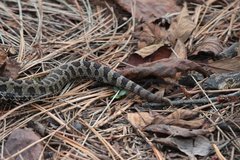 Crotalus triseriatus